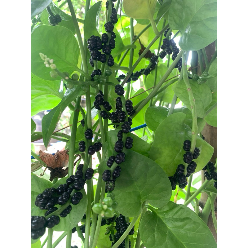 

buah angkung segar atau binahong 200 pcs