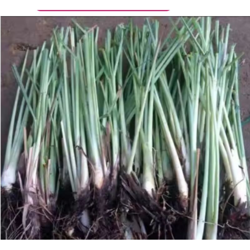 

Ready serai sayur siap tanam 1 ikat isi 10 pcs