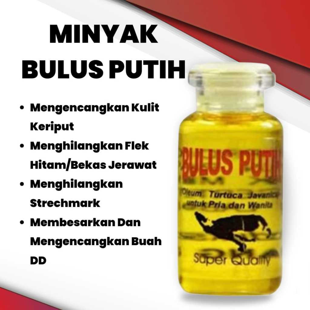 MINYAK BULUS PUTIH ORIGINAL