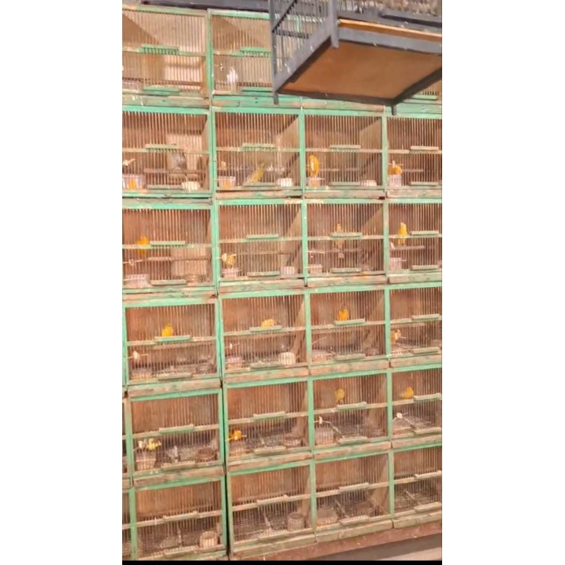 KENARI GACORAN LOKAL SUPER