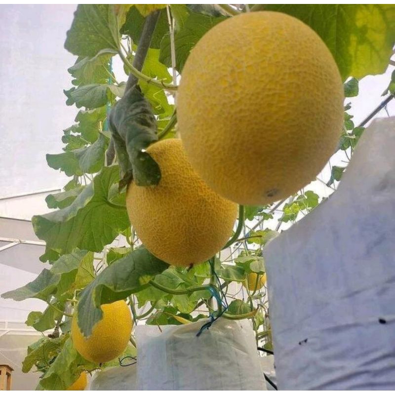 TOKO RZ Benih Melon Unggul Inthanon 100 Biji