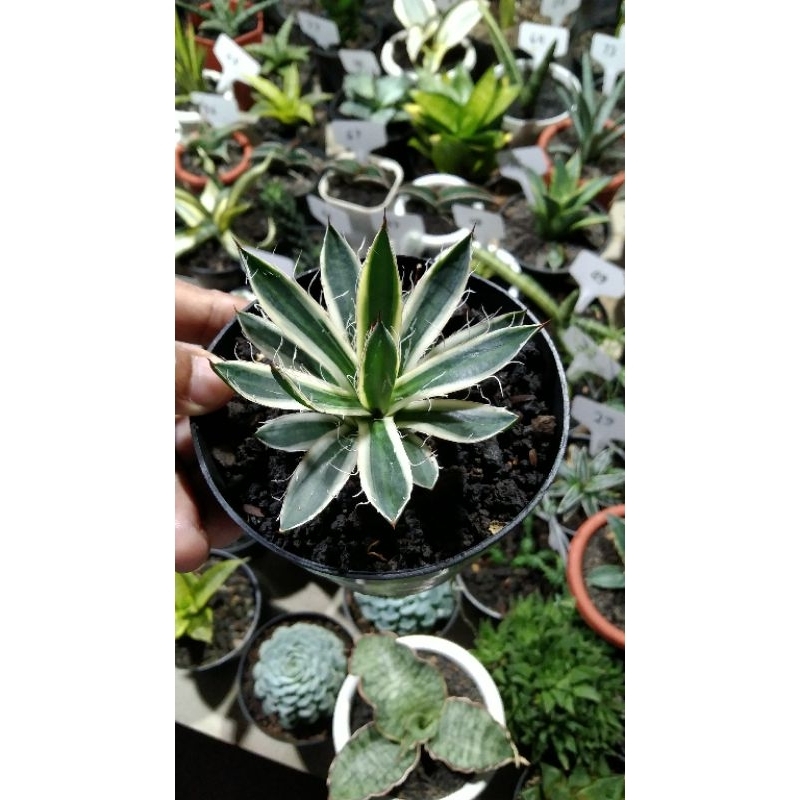 kaktus sukulen// agave filifera varigata pinggir