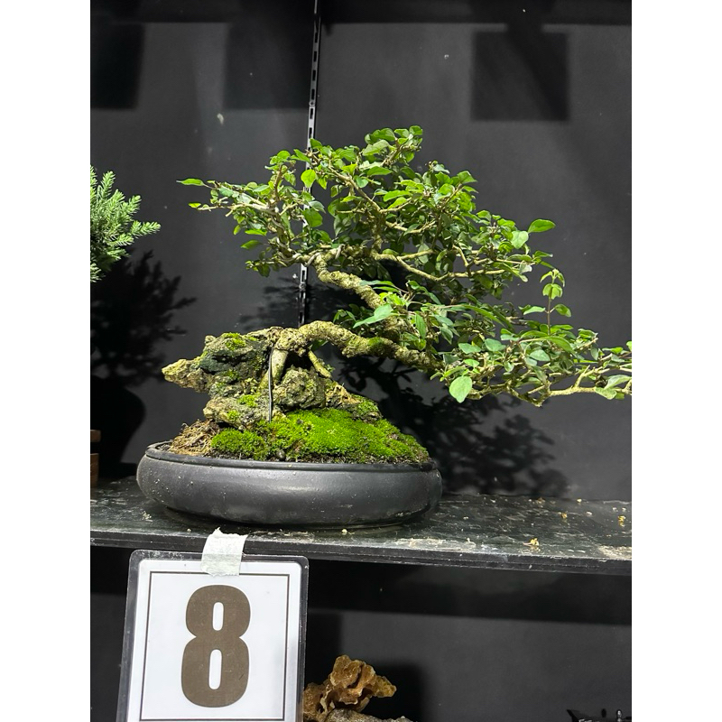 bonsai wareng