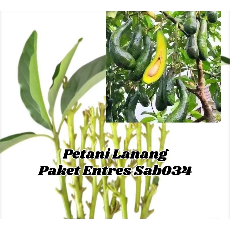 Paket 15 Entres Alpukat Sab034 Valid 100%