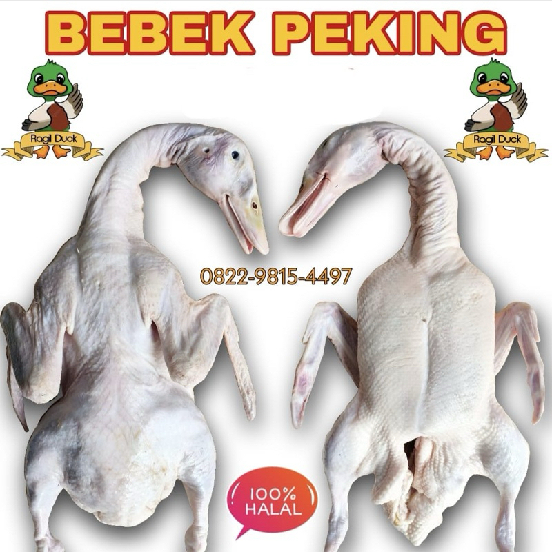

DAGING BEBEK MURAHHH
