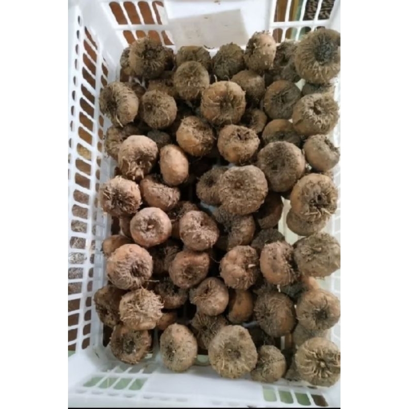 bibit umbi Porang super 1 kg