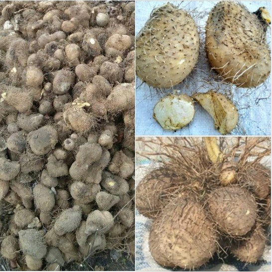 

COD 1 kg Gadung Mentah / Umbi Gadung Organik (Dioscorea hispida)
