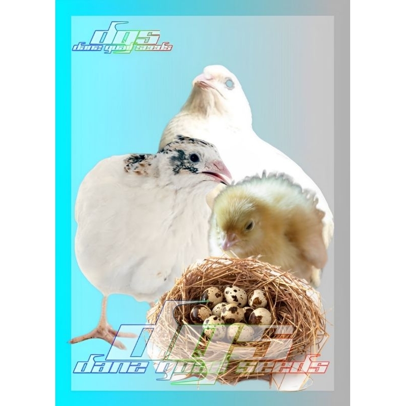 

Telur Puyuh Tetas Standart Stock Albino Mata Merah (11gr)