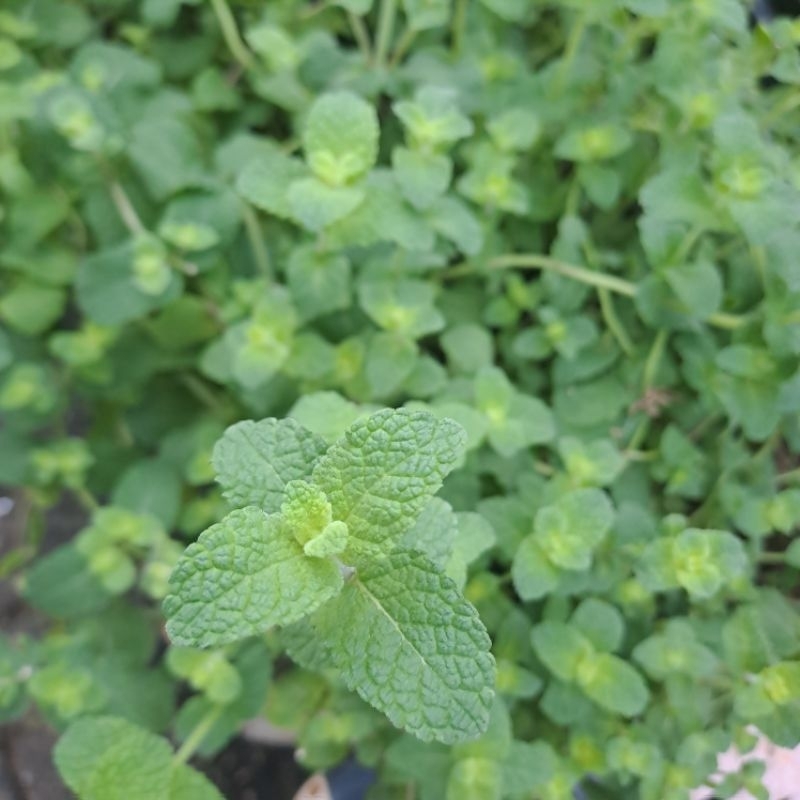 

fresh cut daun tanaman mint apple chubby plant buat minuman cooking wangi mint soft