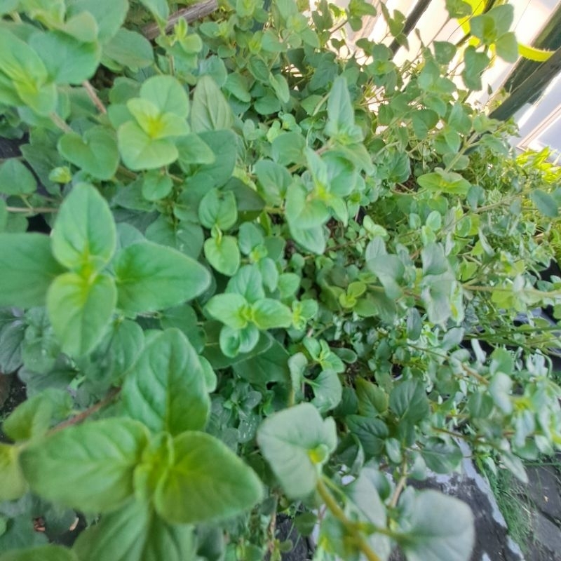 

chubby plant fresh cut daun tanaman oregano herb spice italian cooking