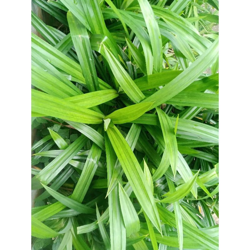 

Daun pandan harga 1pcs asli dari kebun emak