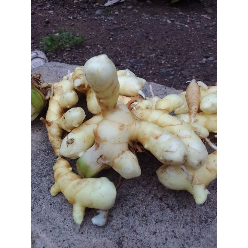 

Kunyit Putih segar pilihan berat 1 kg