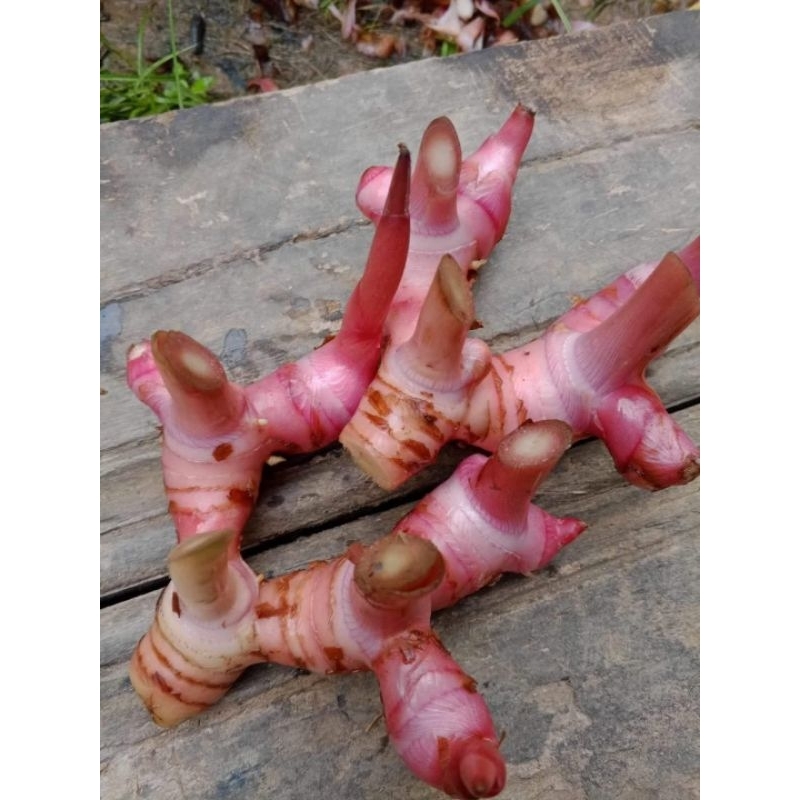 

Lengkuas merah segar 500 gr