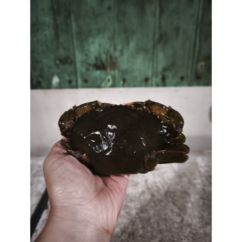 

KEPITING SOKA BISA DIMAKAN SECANGKANGNYA