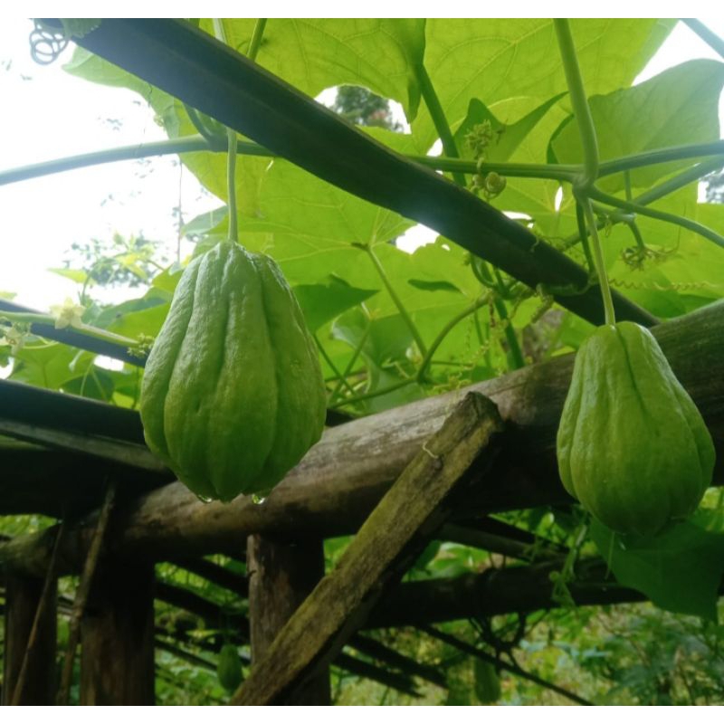 

LABU SIAM 1kg (1000gr)/ Welok /Sayur Segar petik pohon