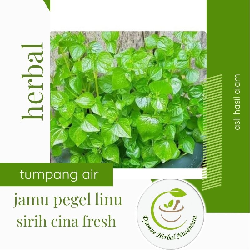 

sirih cina atau tumpang air obat ramuan pegel linu dan lain-lain