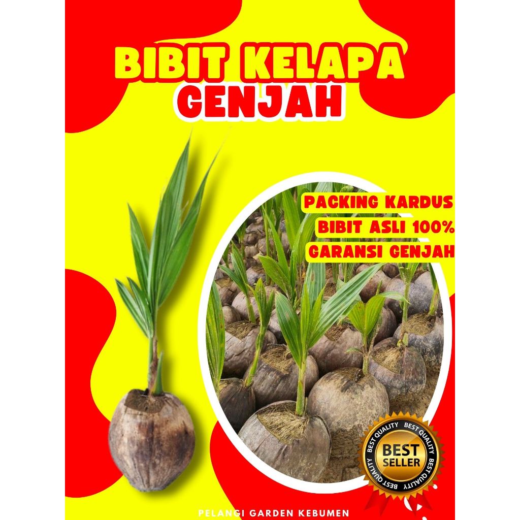 3 TAHUN BUAH..  Benih Buah Kelapa Entog, Benih Buah Kelapa Entok Anakan