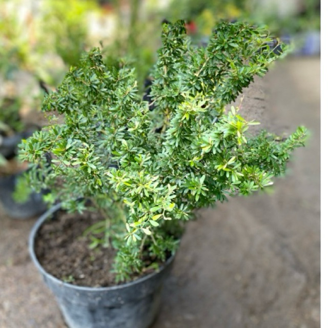 TANAMAN HIAS BAHAN BONSAI SAENG SIMBUR SUPER MICRO VIETNAM