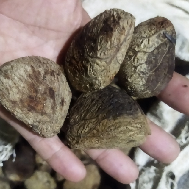 

Biji buah picung masih mentah cod 1 kg fresh