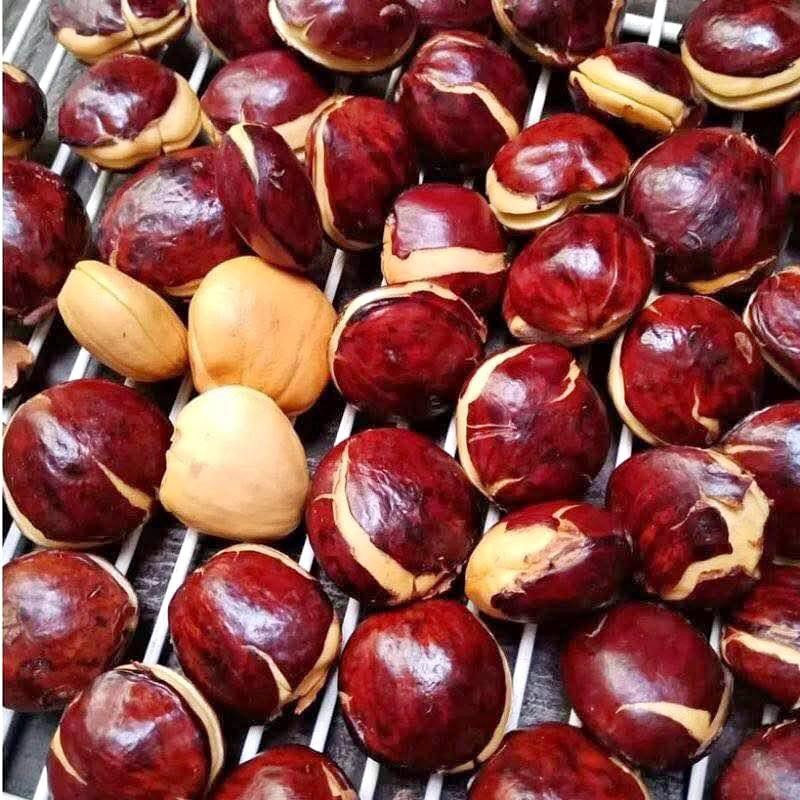 

Jengkol Tua Super 1000gr/500gr