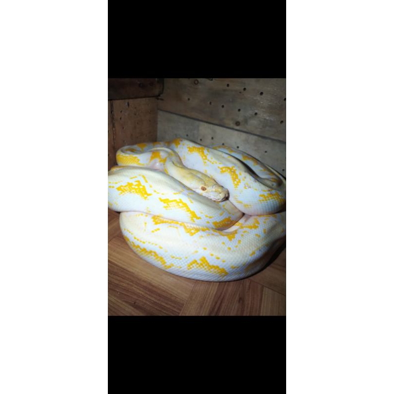 Retic albino amelanistic, ukuran 3 meter, betina