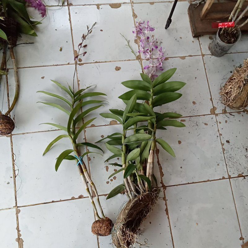 dendrobium bantimurung dan superbiens