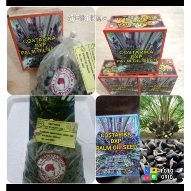 BIBIT KECAMBAH SAWIT COSTARIKA MALAYSIA UNGGUL