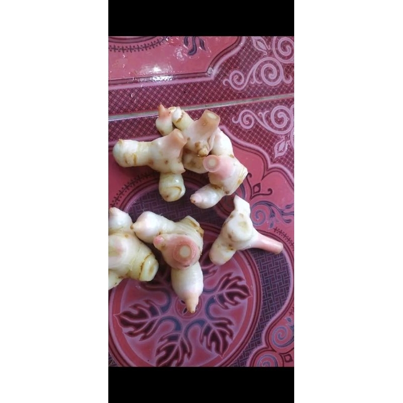 lengkuas putih per 1kg