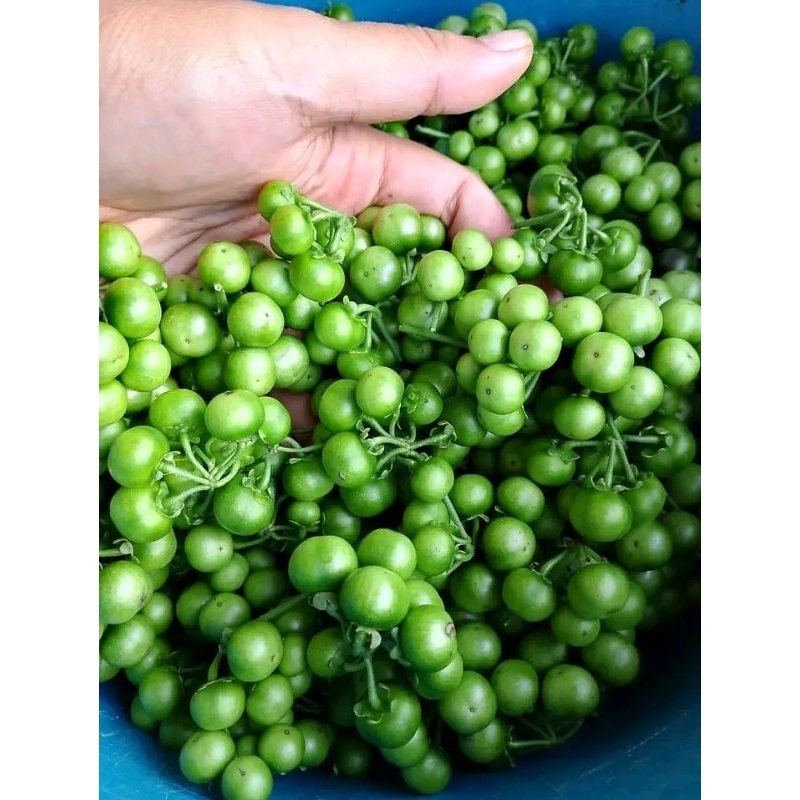 

lencak Lenca segar per 1kg