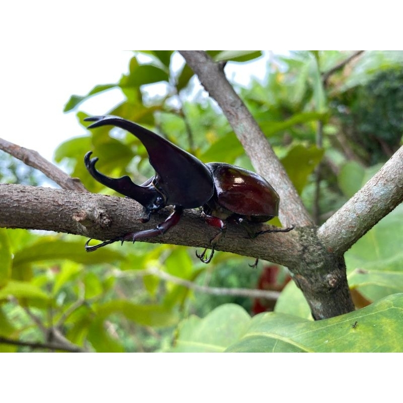 Kumbang tanduk x Gideon satu pasang hidup