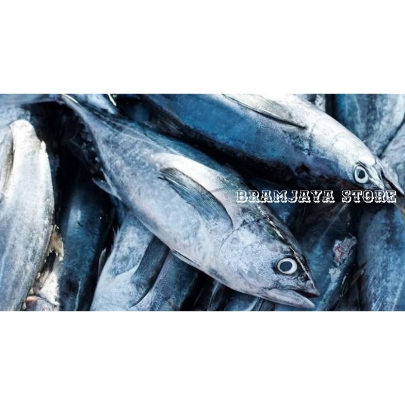 

ikan tongkol putih, baby tuna fresh @1,5kg DiBersihkan