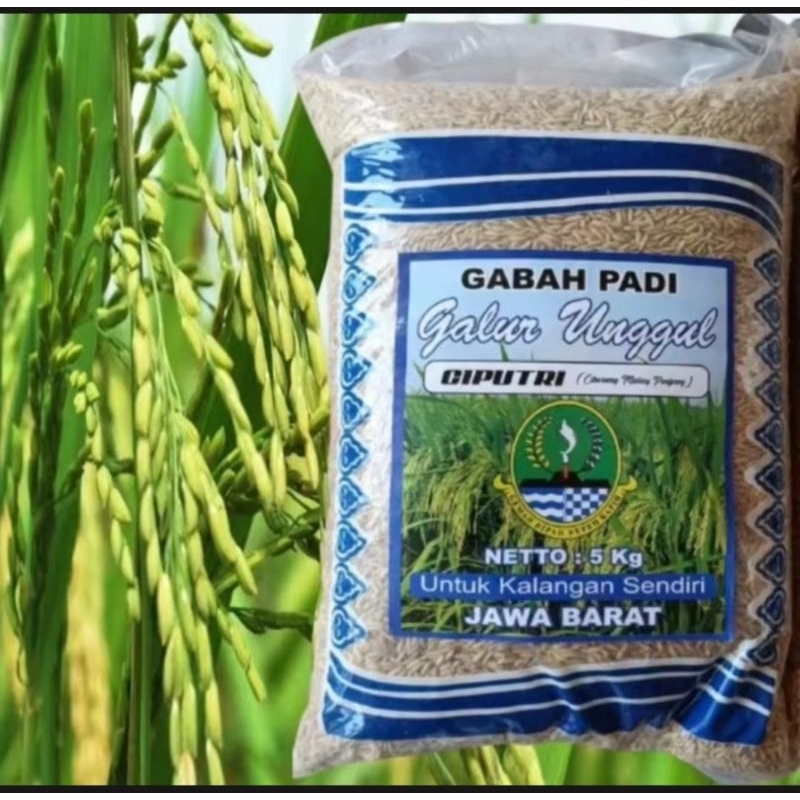 BENIH BIBIT PADI CIPUTRI PER 1KG