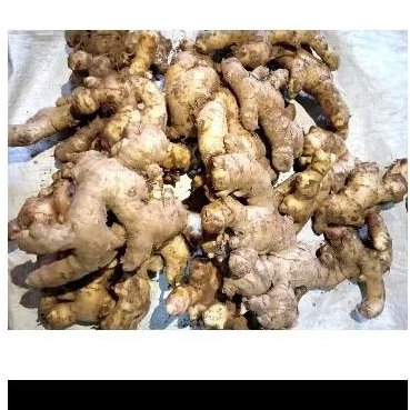 

Jahe emprit fresh 1 kg.