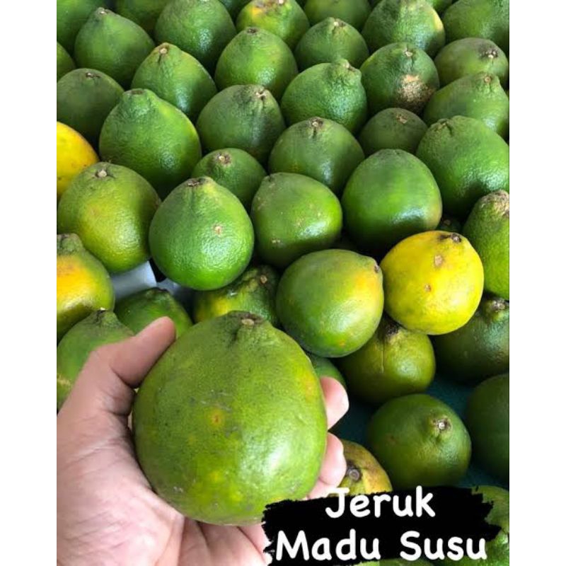 

Buah Jeruk madu susu manis pontianak 500gram/ buah jeruk madu susu manis 500gram