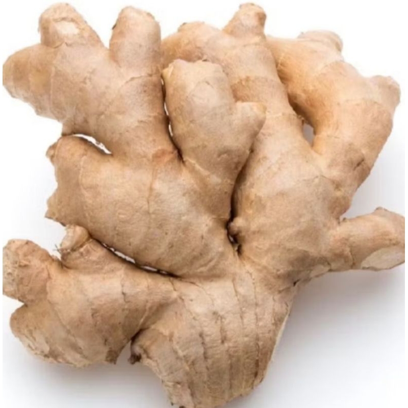 

JAHE GAJAH 1 Kg / JAHE PUTIH JUMBO