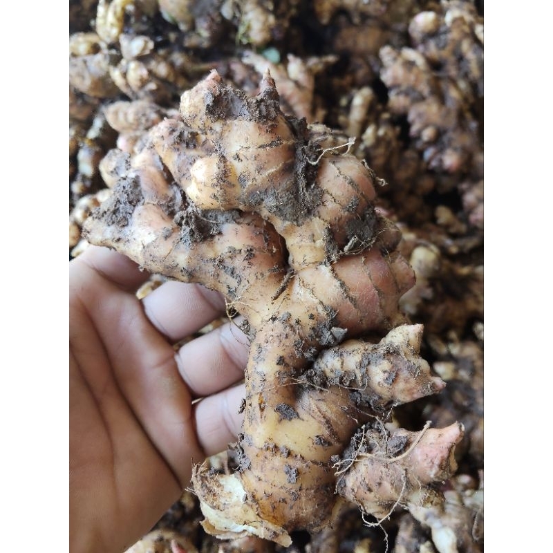 

JAHE PUTIH/EMPRIT PARIS 1KG (BELOM ELOM DI CUCI