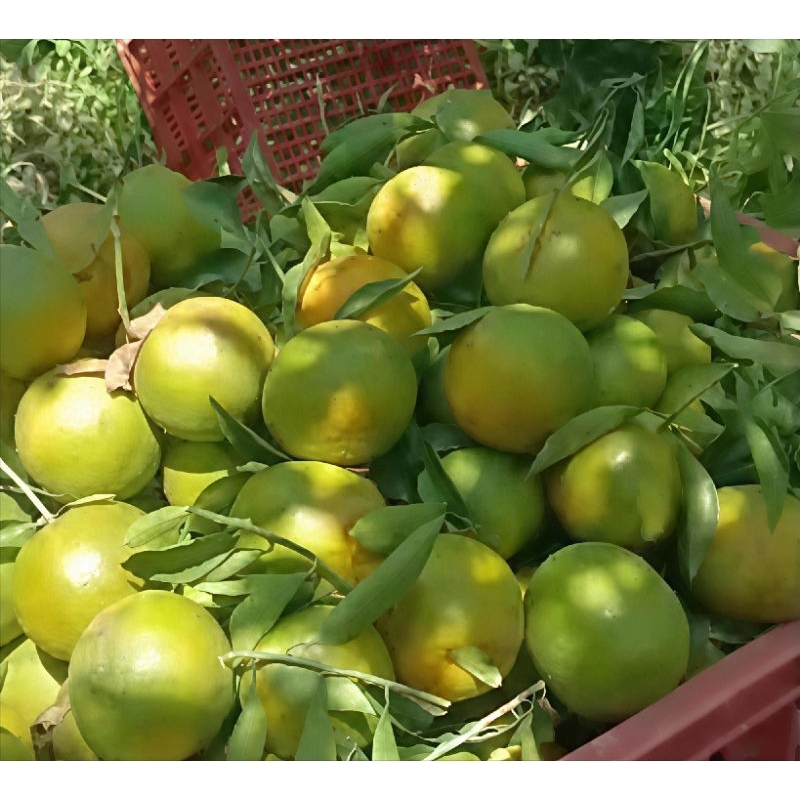 

Jeruk keprok khas kota batu malang 1kg