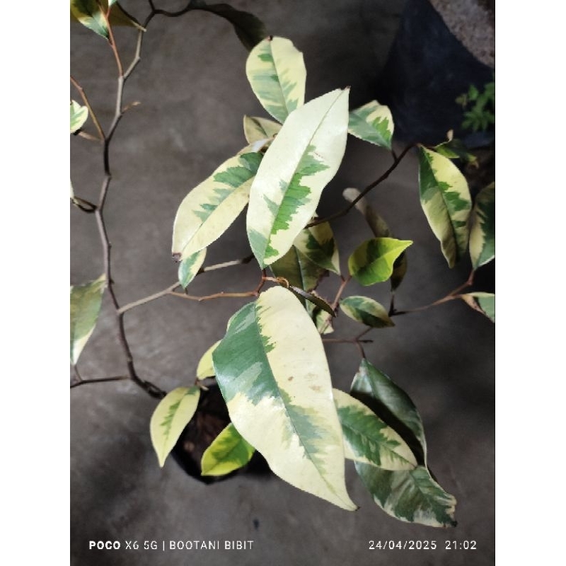 Bibit Kenitu putih varigata