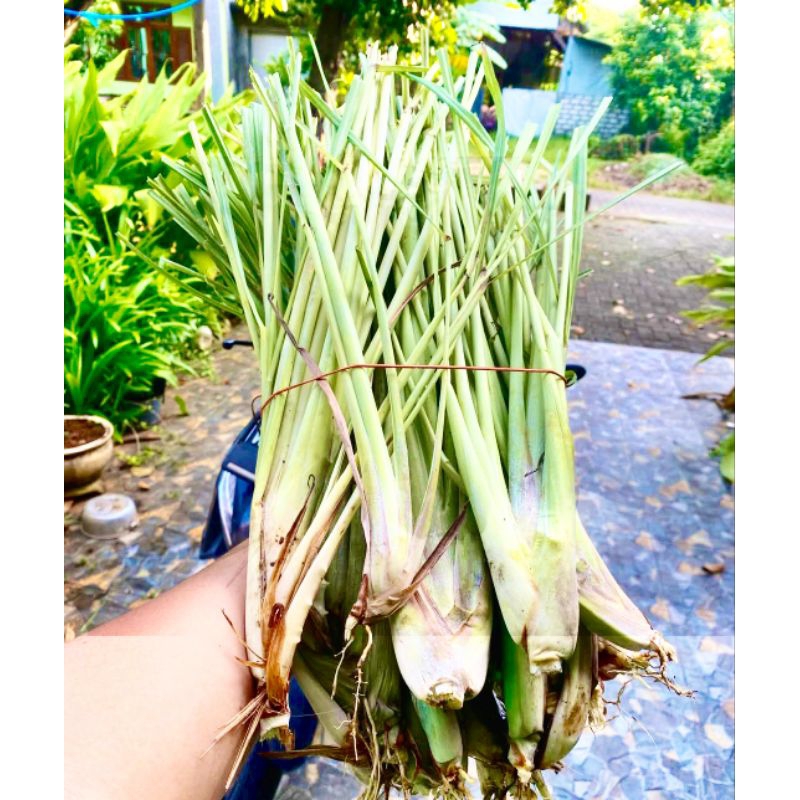 

[LIVE EXTRA] SEREH SEGAR BARU PANEN - TERMURAH