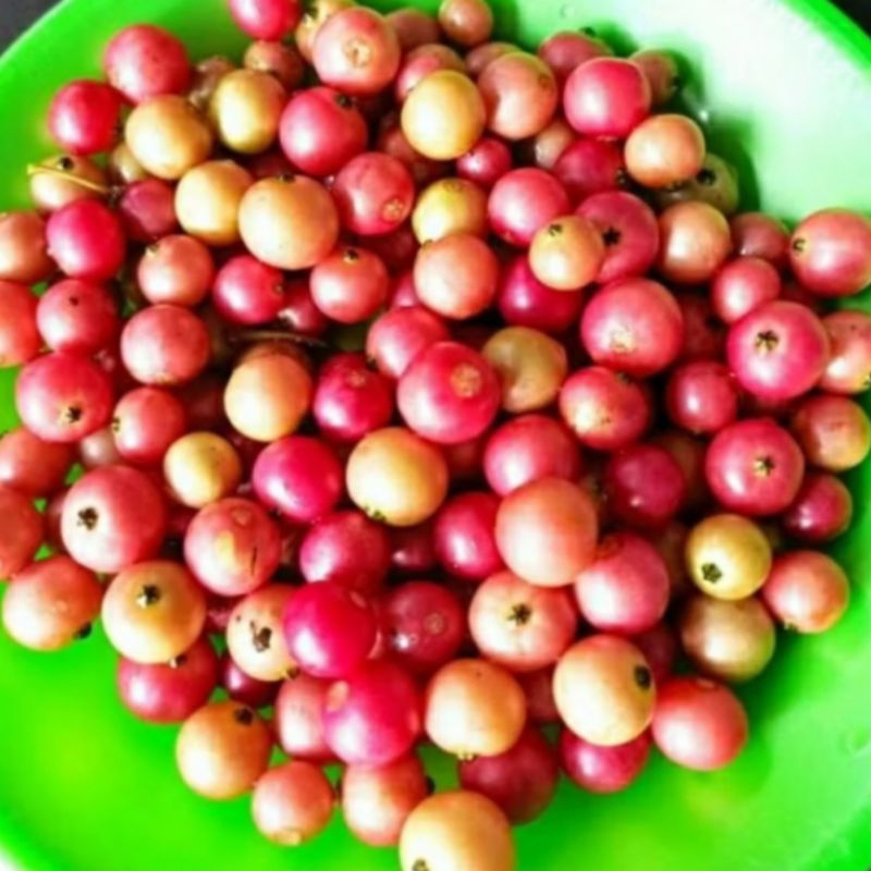 PROMO MURAH Buah Kersen / Kersem / Ceri / Kerukup Siam Segar (30 Biji)