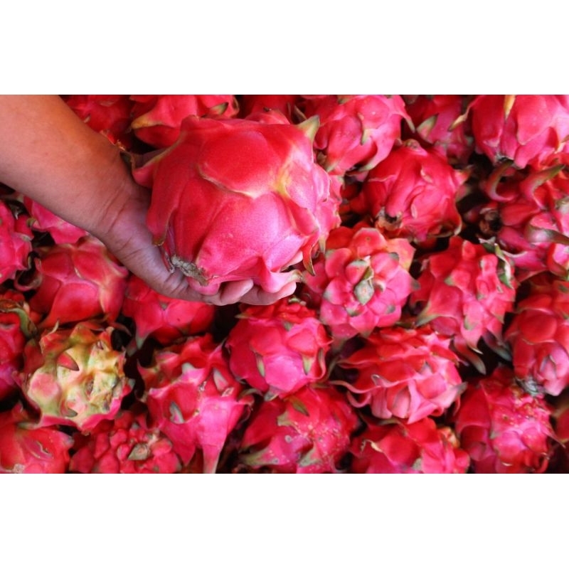 

BUAH FRESH Buah Naga Merah | Segar & Fresh | BUAH Premium