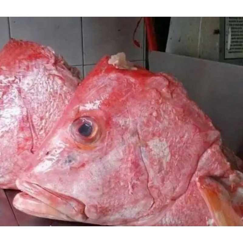 

Kepala Ikan Merah Kepala kakap Merah Segar 1kg