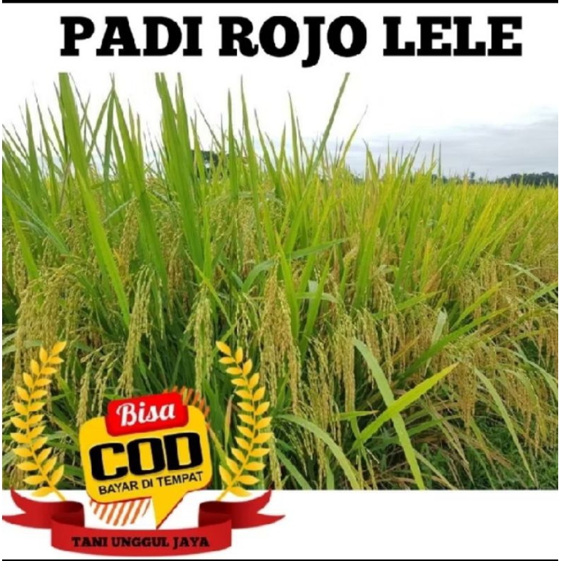 BENIH BIBIT PADI ROJO LELE KEMASAN 5KG