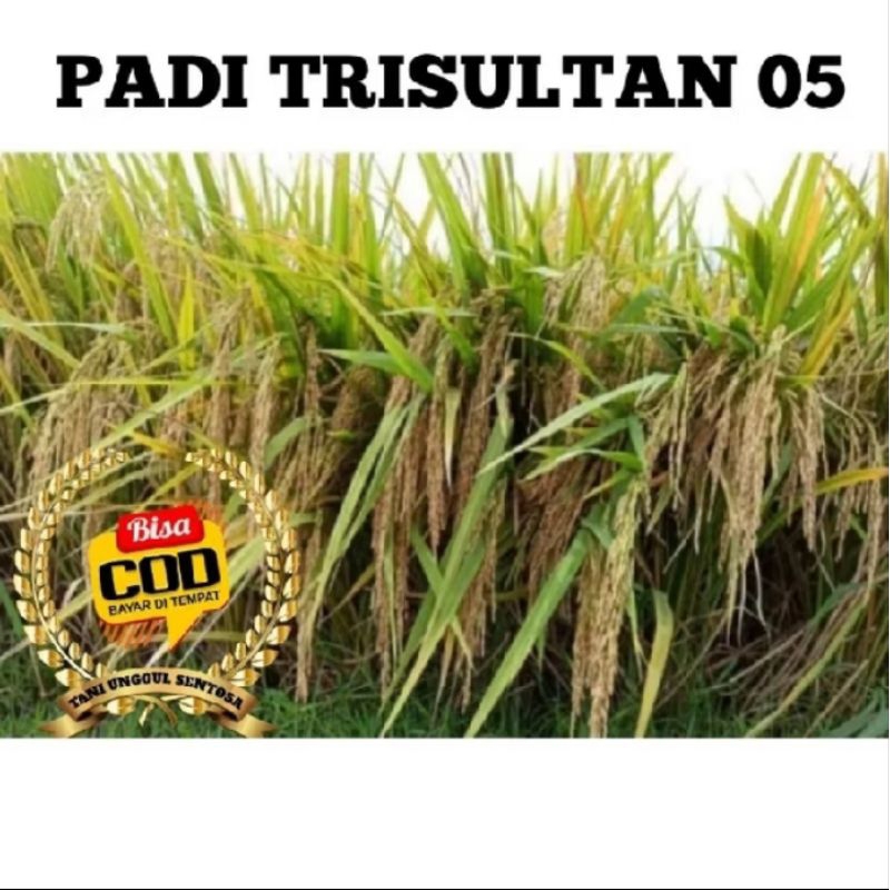 BENIH BIBIT PADI TRISULTAN 05 KEMASAN 5KG