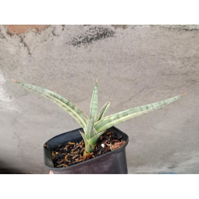sansivera blueclone variegata putih tiga daun