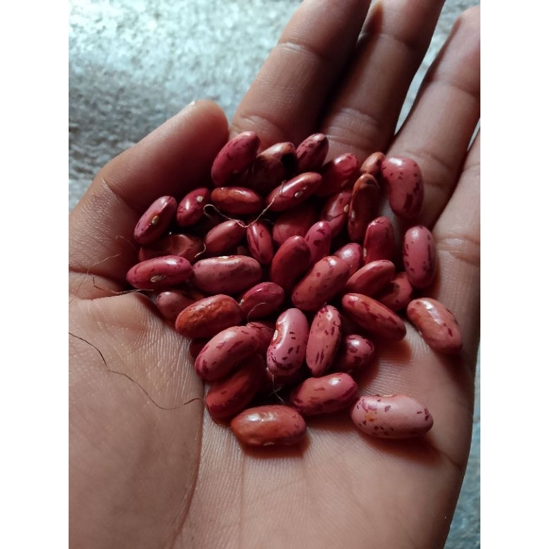 

Kacang merah brenebon 1kg