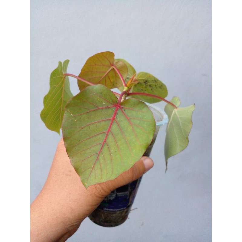 Ficus petiolaris endemik meksiko