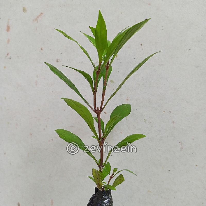 

Bibit Daun Prasman / Genjik Asli Siap Tanam | HERBAL & BUMBU MASAK