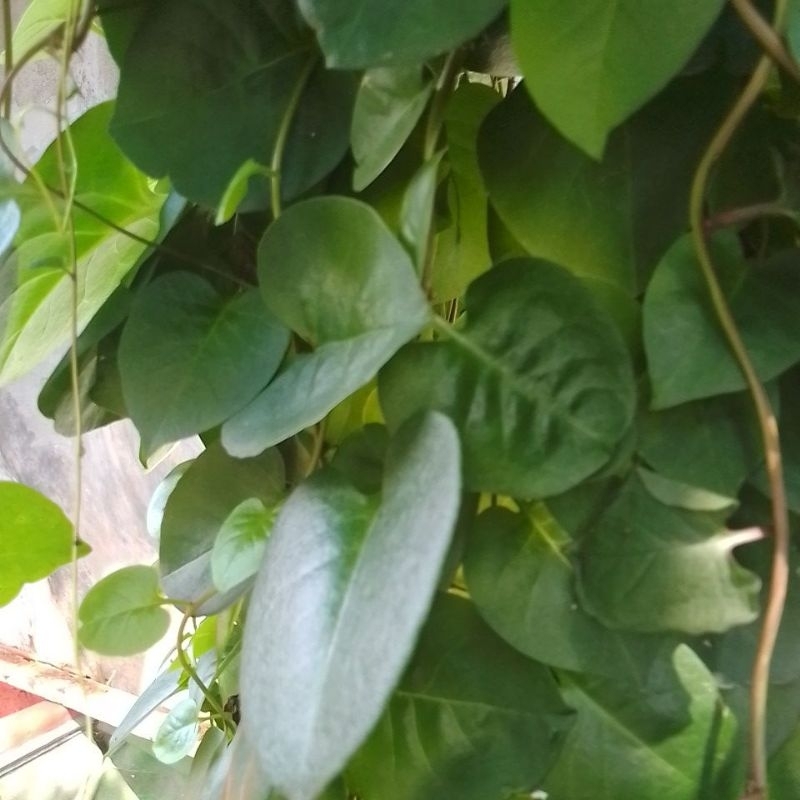 

daun binahong hijau segar alami 80 gr tanpa kimia