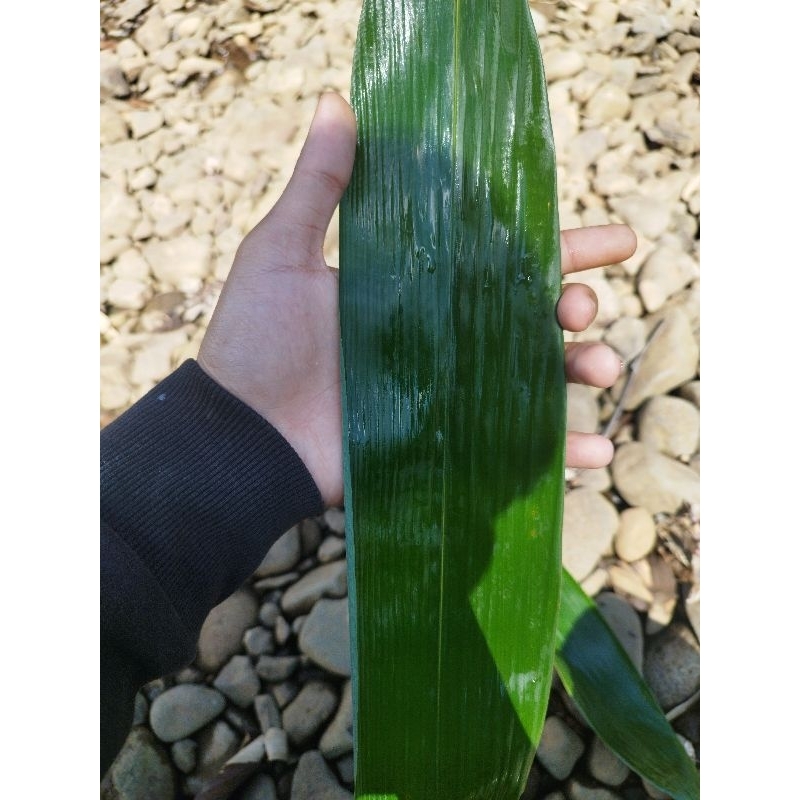 

bambu daun